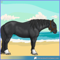 Horse Color:Black 