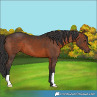 Horse Color:Brown 