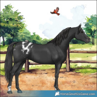 Horse Color:Black Appaloosa 