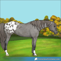 Horse Color:Grullo Appaloosa 