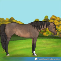 Horse Color:Brown Dun 