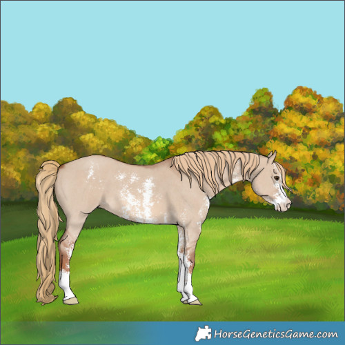 Horse Color:Red Dun Sabino 