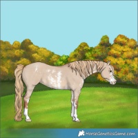 Horse Color:Red Dun Sabino 