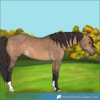 Horse Color:Brown Dun
