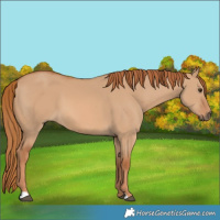 Horse Color:Red Dun
