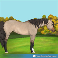 Horse Color:Bay Dun