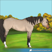 Horse Color:Brown Dun