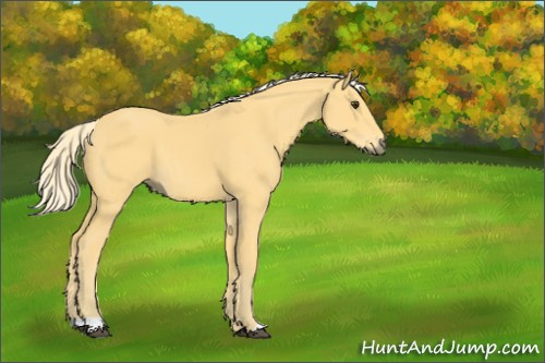 Horse Color:Palomino 