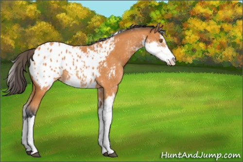 Horse Color:Bay Sabino Appaloosa Rabicano 