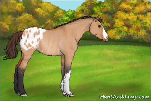 Horse Color:Bay Dun Appaloosa Rabicano 