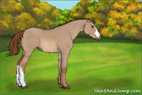 Horse Color:Red Dun 