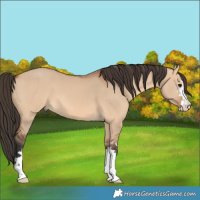 Horse Color:Bay Dun