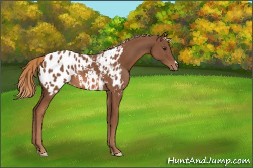 Horse Color:Chestnut Appaloosa 