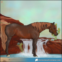 Horse Color:Liver Chestnut 