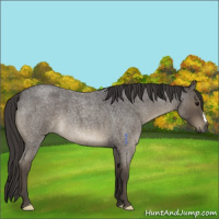 Horse Color:Smoky Blue Roan 
