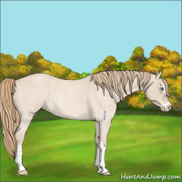 Horse Color:Perlino Roan Sabino 
