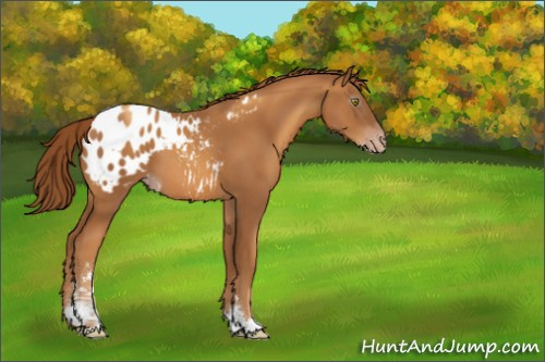 Horse Color:Gray Gold Champagne Sabino Appaloosa 