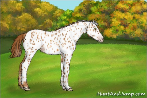 Horse Color:Gray Gold Champagne Appaloosa 