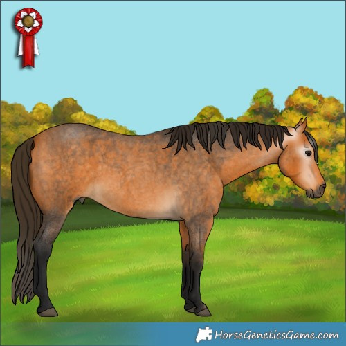 Horse Color:Gray Buckskin Roan 