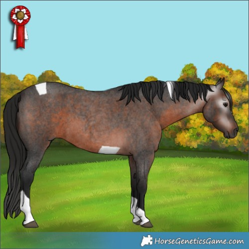 Horse Color:Gray Bay Roan Tobiano 