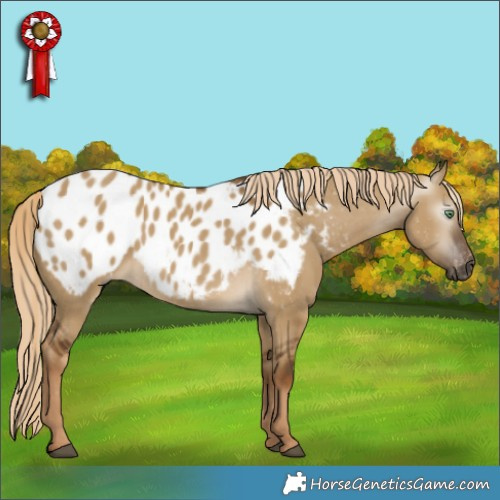 Horse Color:Gray Chocolate Palomino Dun Appaloosa 