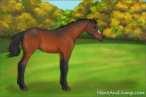 Horse Color:Bay 