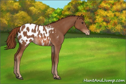 Horse Color:Chestnut Appaloosa Rabicano 