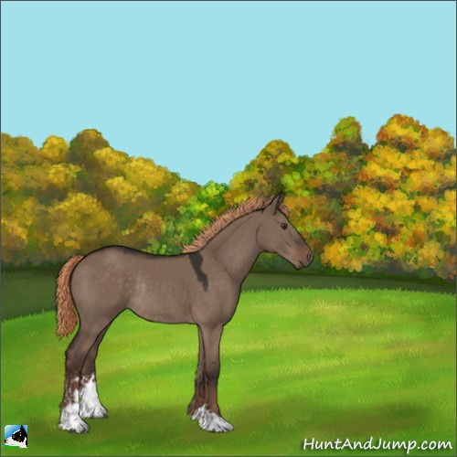 Horse Color:Liver Red Dun Sabino Rabicano 