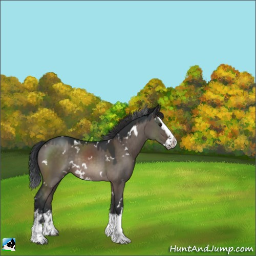 Horse Color:White Spotted Brown Dun Mushroom Sabino Splash Rabicano 