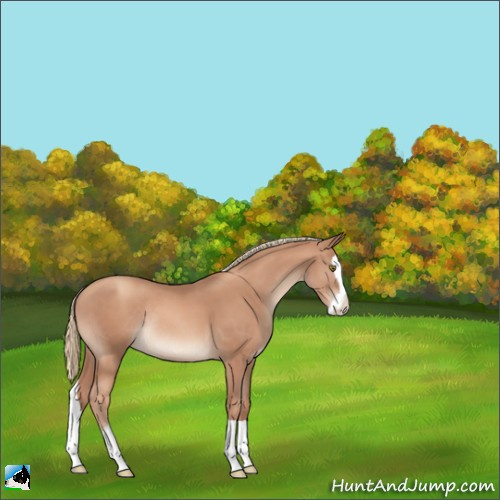 Horse Color:Gold Champagne Splash Rabicano 