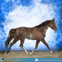 Horse Color:Sable Champagne Ice Sabino Rabicano 