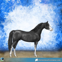 Horse Color:Black Sabino Rabicano 