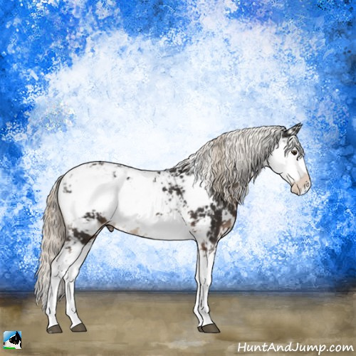 Horse Color:Liver Chestnut Sabino Rabicano 