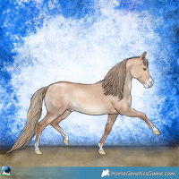 Horse Color:Gold Champagne Dun Sabino Rabicano 