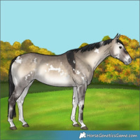 Horse Color:White Spotted Brown Onyx 
