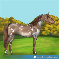 Horse Color:White Spotted Liver Red Dun 