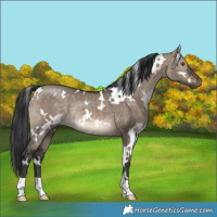 Horse Color:White Spotted Brown Dun 