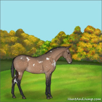 Horse Color:White Spotted Bay Roan Dun 