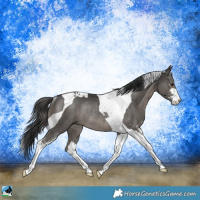 Horse Color:Black Mushroom Sabino Tobiano Rabicano 