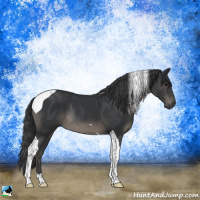 Horse Color:Black Mushroom Tobiano Rabicano