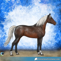 Horse Color:Liver Chestnut Mushroom Sabino Tobiano