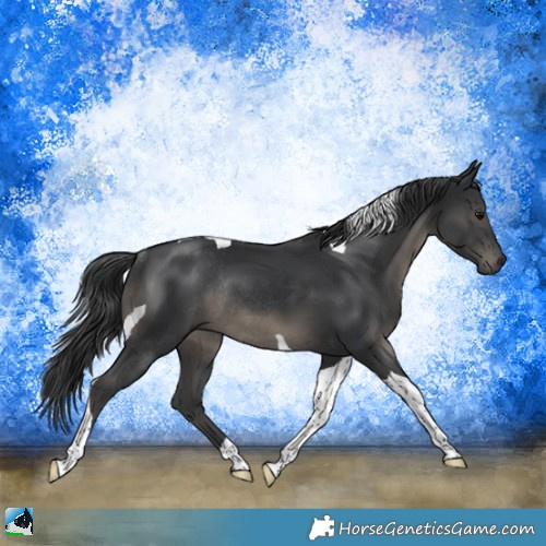 Horse Color:Black Mushroom Tobiano Rabicano