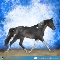 Horse Color:Black Mushroom Tobiano Rabicano 