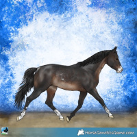 Horse Color:Brown Sabino Rabicano