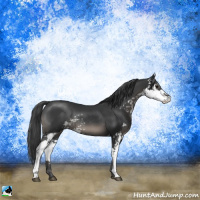 Horse Color:Black Sabino Rabicano 