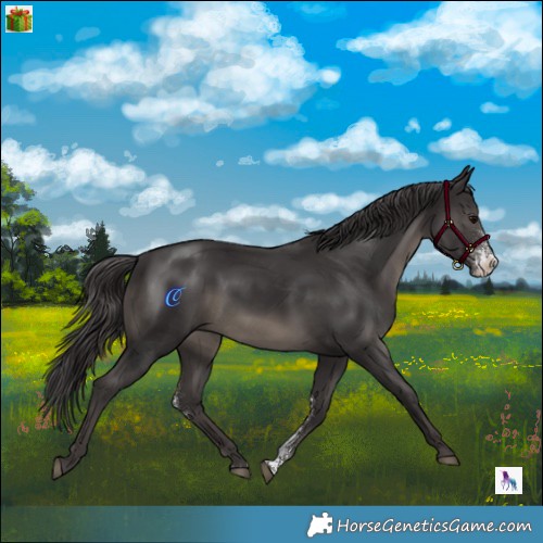 Horse Color:Smoky Black Mushroom Sabino Rabicano 