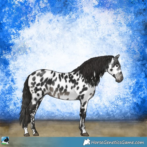 Horse Color:Gray Black Sabino Appaloosa Rabicano