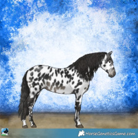 Horse Color:Gray Black Sabino Appaloosa Rabicano 