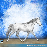 Horse Color:Gray Black Sabino Near Leopard Rabicano 