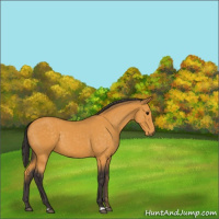 Horse Color:Buckskin 